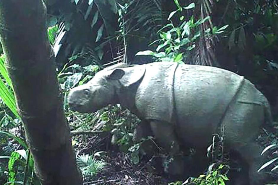 El rinoceronte de Java es una especie amenazada (Foto: France 24)