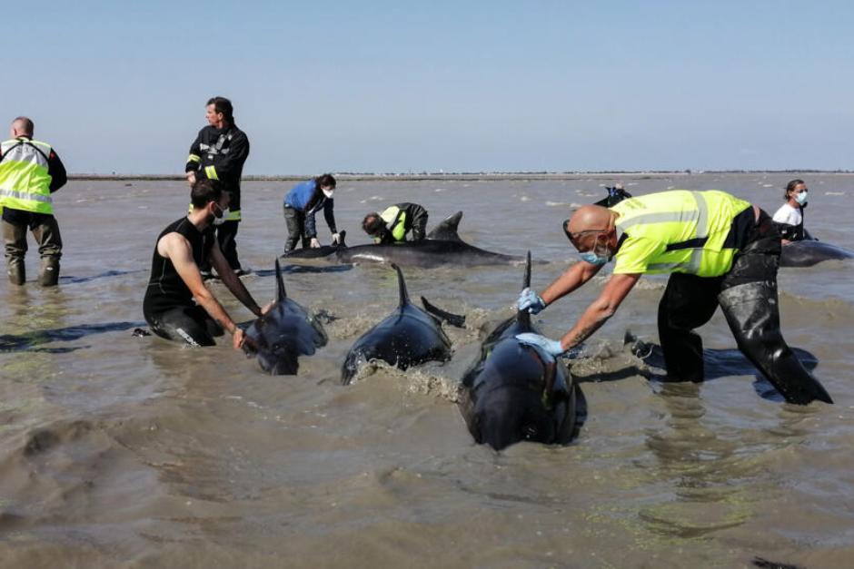 Aún se desconoce la causa por la cual estaban varados en la playa (Foto: France 24)