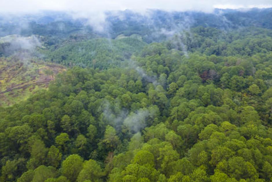 Una ley que se promueve en el Congreso busca contribuir a la recuperación de bosques. (Foto: Archivo/Soy502)