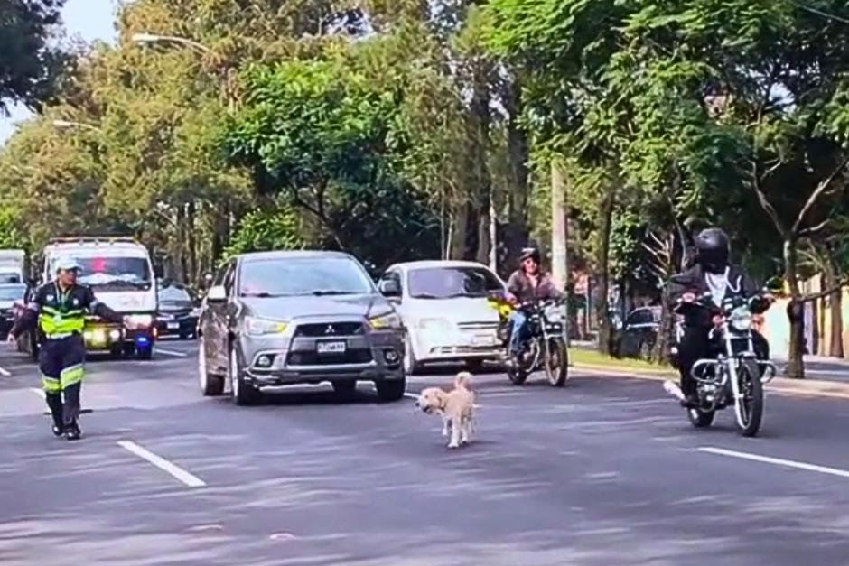 La perrita que se cruzaba los carriles del Anillo Periférico y fue resguardada por la PMT. (Foto: captura de video)