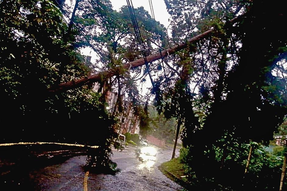 Un árbol se desplomó en la zona 16 y pone en riesgo el paso por este sector. (Foto: Amílcar Montejo)