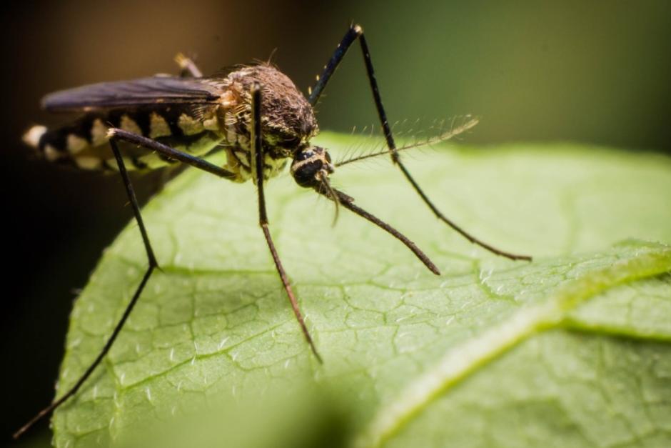 Estas son las seis plantas que funcionan como repelentes naturales para ahuyentar mosquitos. (Foto: Verdecora)