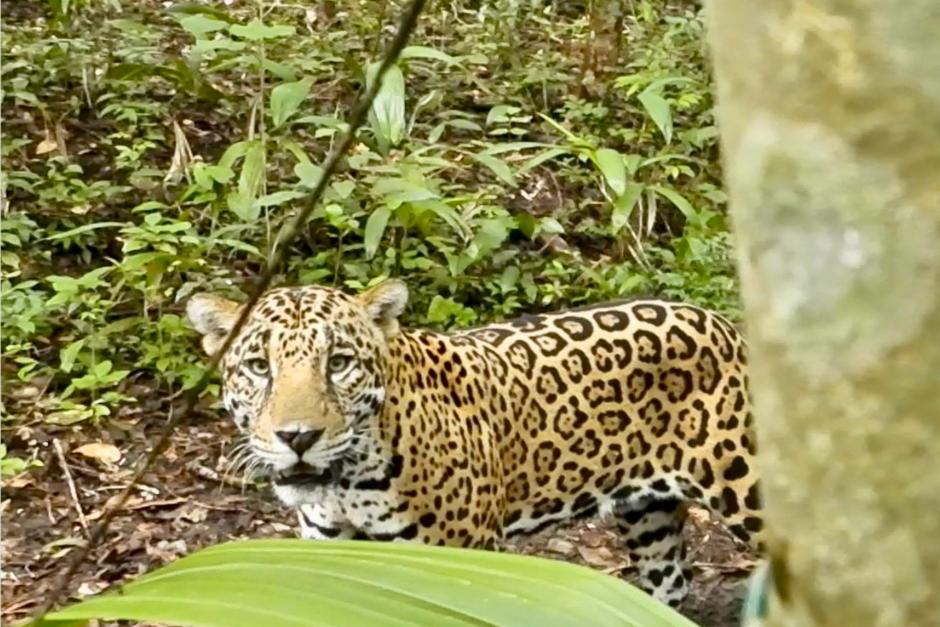 "¡Wow! se me acercó el jaguar, llegó a tres metros de distancia donde yo estaba", ambientalista capto el encuentro exacto con el animal en selva petenera.  (Foto: Francisco Asturias/Facebook)