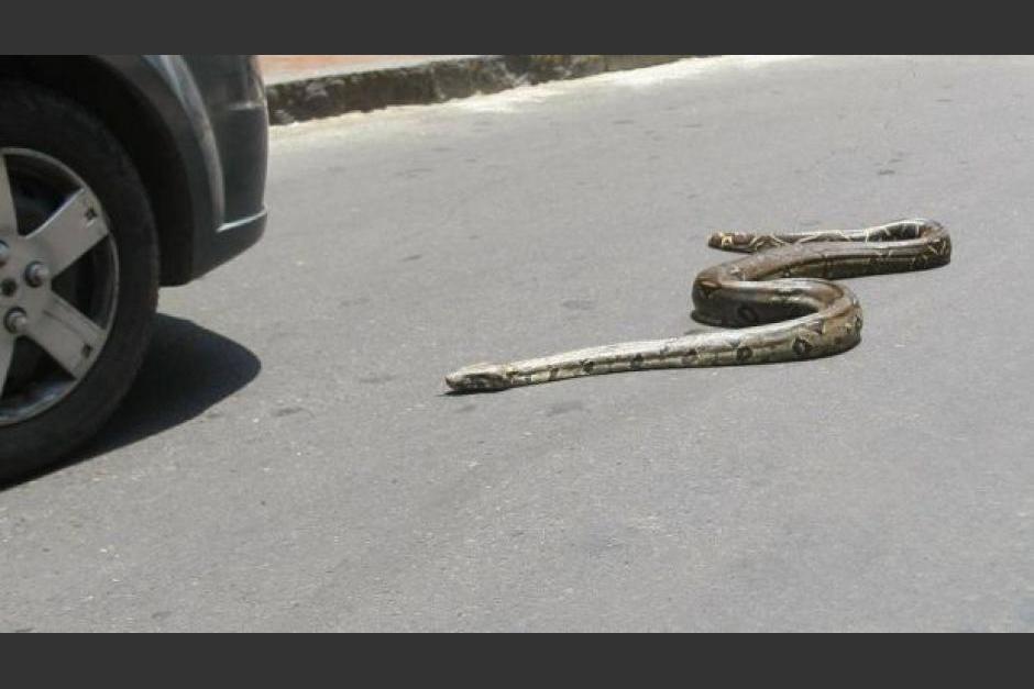 Conductora pierde el control por la caída de una serpiente y se accidenta en Chicacao, Suchitepéquez. (Foto ilustrativa: Archivo/Soy502)