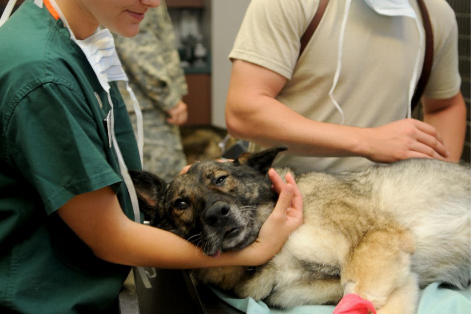 En el recuento de las mascotas rescatadas se encuentran, hasta el momento,&nbsp;20 perros, 20 gatos y un conejo. Este número puede ir en aumento pues la intención de esta heroína es albergar a cualquier mascota que necesite su apoyo. Así lo comentó en sus redes sociales. (Imagen ilustrativa: Pixabay)