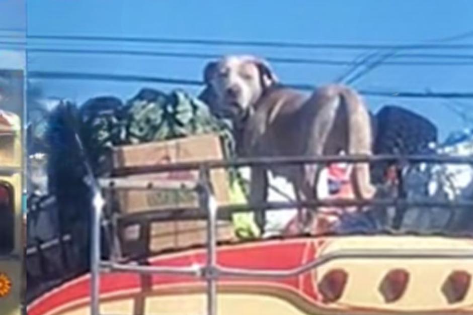 Aparentemente en la unidad no pueden subir a mascotas, por ello los dueños decidieron subirlo a la parrilla del bus. (Foto: Última Hora Guatemala)