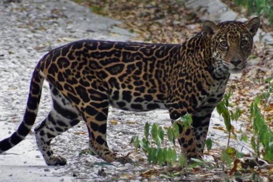 Un tierno jaguar fue visto en la carretera que conduce al Parque Nacional Tikal, en Petén. (Foto: Archivo/Soy502)