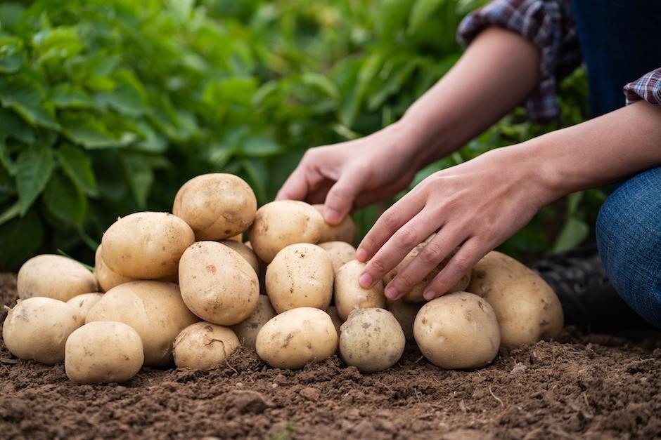 El Gobierno de Belice viajó a Guatemala para conocer de primera mano la producción de papas de Guatemala. (Foto ilustrativa: Shutterstock)