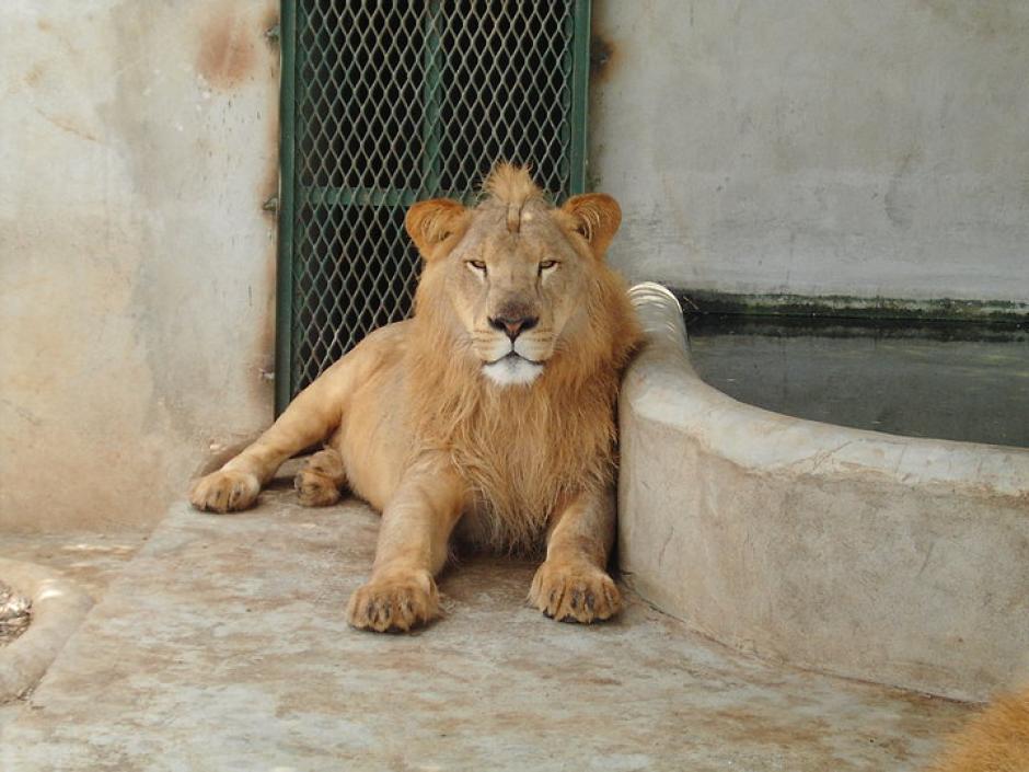 El Conap informó que la colección privada de Obdulio Mendoza registra 3 leones africanos. (Foto: Facebook) 