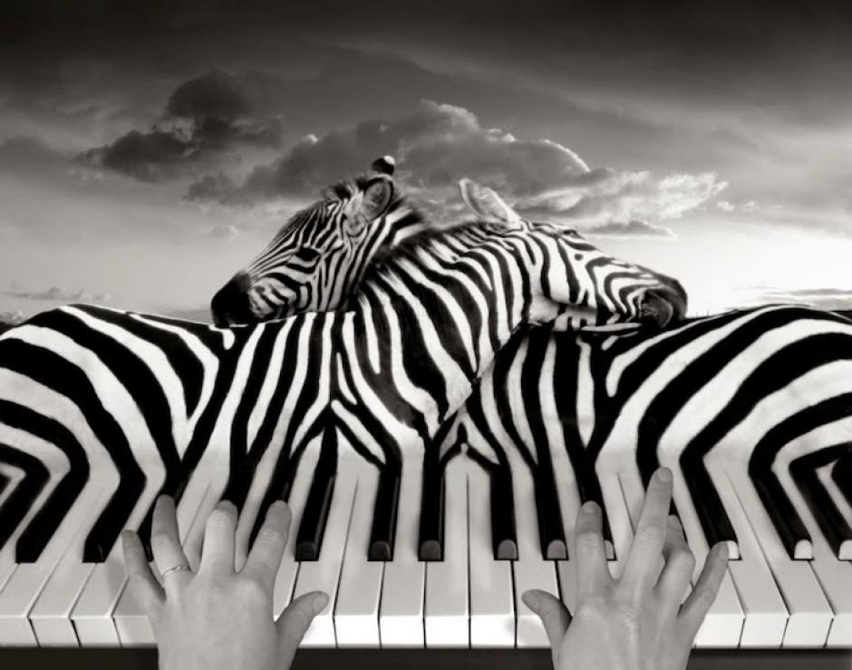 Un par de cebras sobresalen sobre las teclas de un piano posado sobre las nubes. (Foto: Thomas Barbèy)&nbsp;