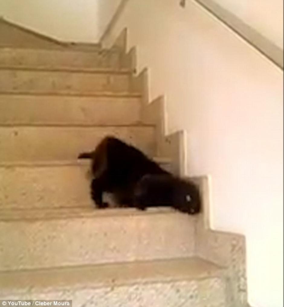 La manera peculiar con la que baja este gato negro, ha hecho que el video tenga más de 93 mil vistas. (Foto: Youtube/Cleber Moura)