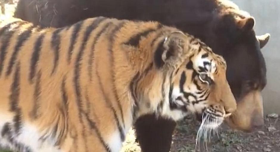 El amor entre un tigre y un oso quedó captado en un video en Georgia. (Foto: Daily Mail)