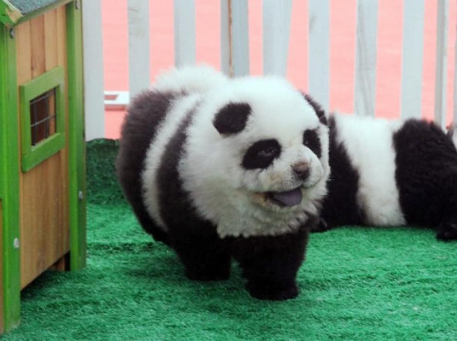 Los perros raza Chow Chow eran pintados para hacer creer al público que eran osos panda. (Foto: Internet) 
