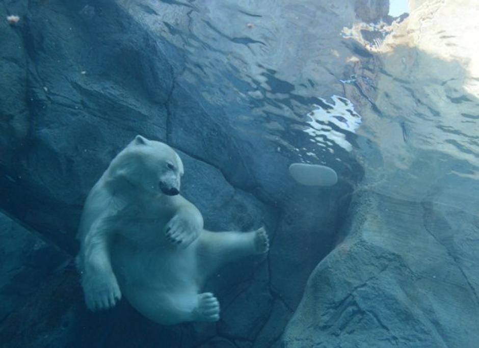 Los Osos Polares&nbsp; son la principal atracción de un Zoologico en Canadá. (Foto: El Universal)