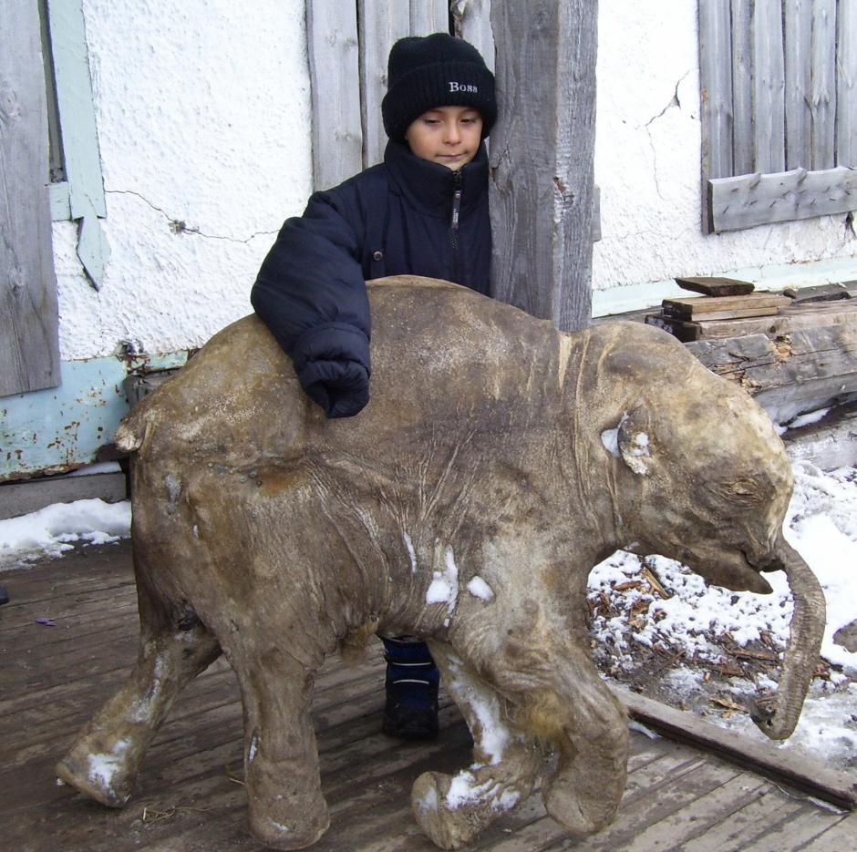 Fotografía facilitada por el museo de Shemanovsky al norte de Rusia, de una niña con la cría de mamut Lyuba ("amor" en ruso), tras ser descubierta por un pastor de renos en 2007, que está considerada como el ejemplar de esta especie más completo y mejor conservado. (Foto: EFE)