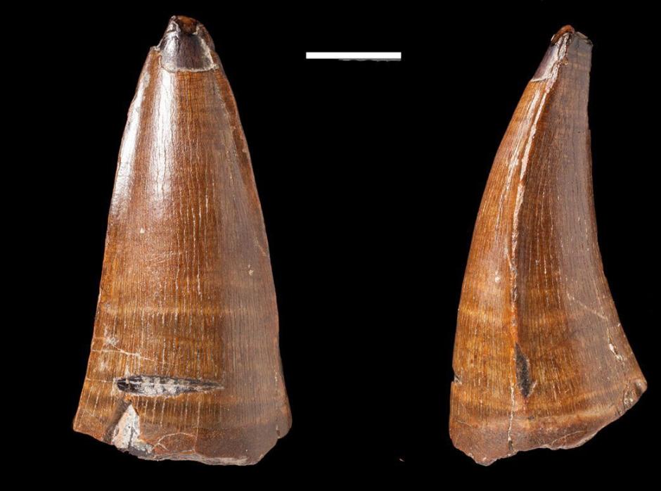 Fotografía facilitada por el Museo de Historia Natural de Londres del diente fosilizado más grande descubierto en el Reino Unido y perteneciente a un antepasado del cocodrilo moderno, que paleontólogos británicos han identificado. La pieza, de 5,5 centímetros y que fue hallada en una playa inglesa, perteneció al "Dakosaurus Maximus", un depredador de la familia del actual cocodrilo que nadó en aguas europeas hace 152 millones de años. (Foto: EFE)