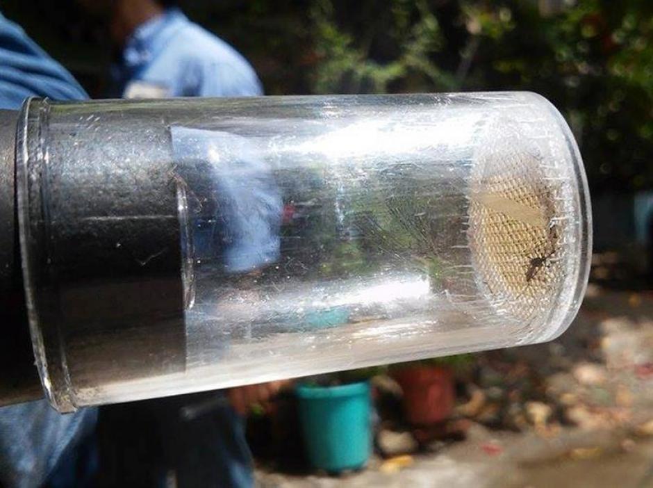El zika es transmitido por el mismo zancudo que contagia el dengue y la Chikungunya. (Foto: EFE)