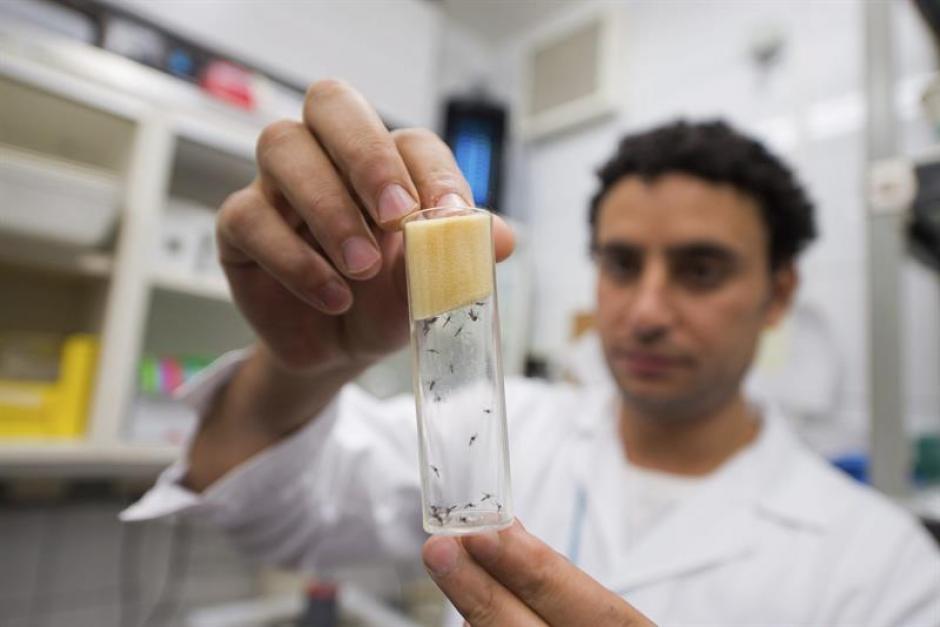 Un científico manipula mosquitos "Aedes aegypti", transmisores del virus del Zika, que permanecen en un laboratorio del Organismo Internacional de la Energía Atómica (OIEA) en Seibersdorf, Austria. (Foto: EFE)