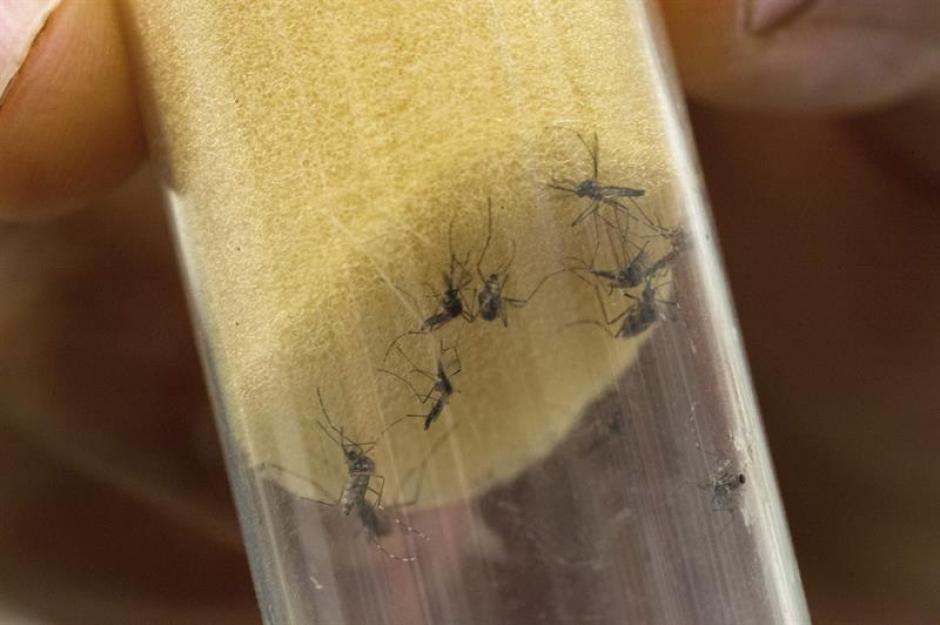 El virus del sika es transmitido por la picadura del zancudo Aedes aegypti. (Foto:&nbsp;sheknows.com)