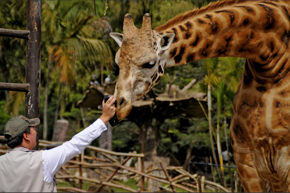 La girafa hembra del Zoo La Aurora es uno de los animales más amigables. (Esteban Biba/Soy502)&nbsp;