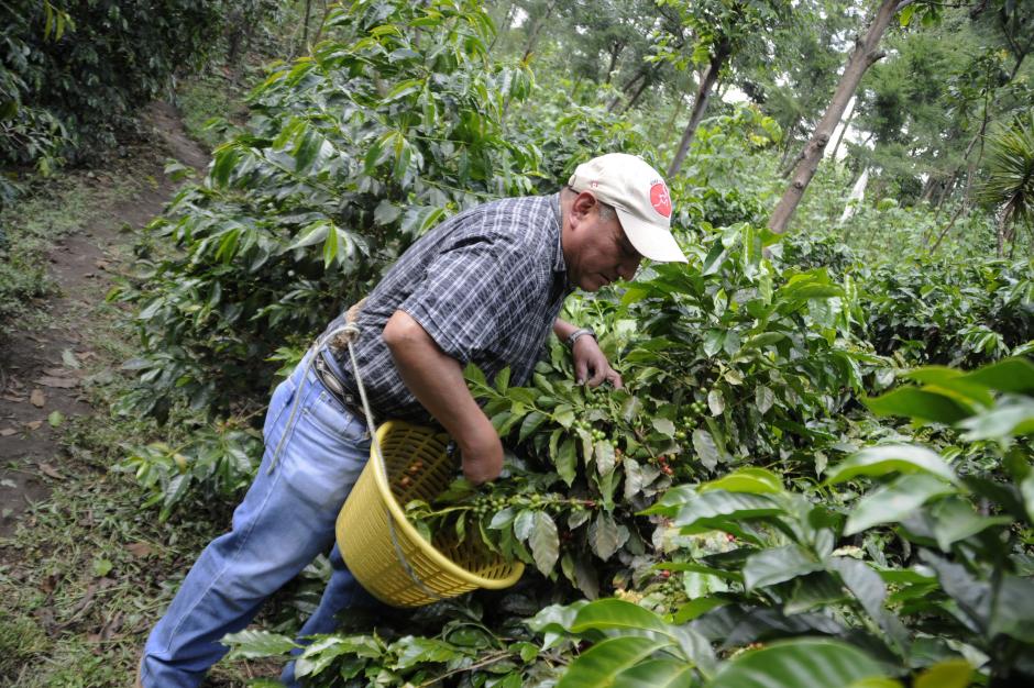 Los trabajadores agrícolas ganan Q2530 al mes. &nbsp;(Foto: Esteban Biba/Soy502)