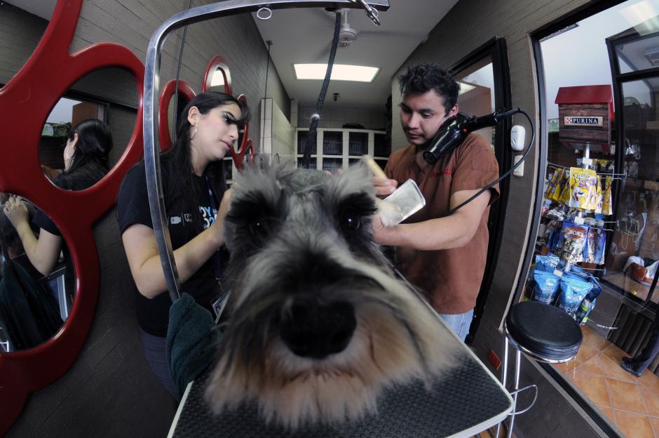 La reportera multimedia de Soy502, Gaby Girón, realizó un grooming a la cachorra&nbsp;Beba. (Foto: Esteban Biba/Soy502)