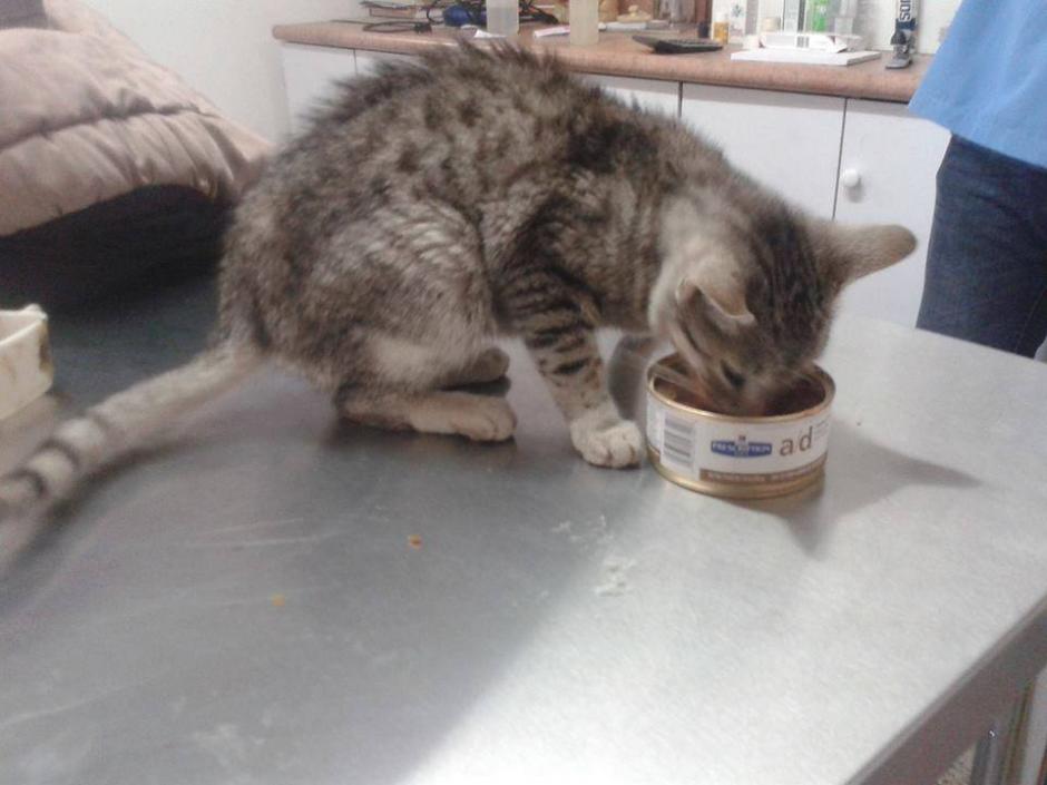 El gato que fue maltratado por un hombre y que grabó un video que generó el rechazo en las redes sociales, ha sido rescatado por la organización AEMS. (Foto: Facebook AEMS)