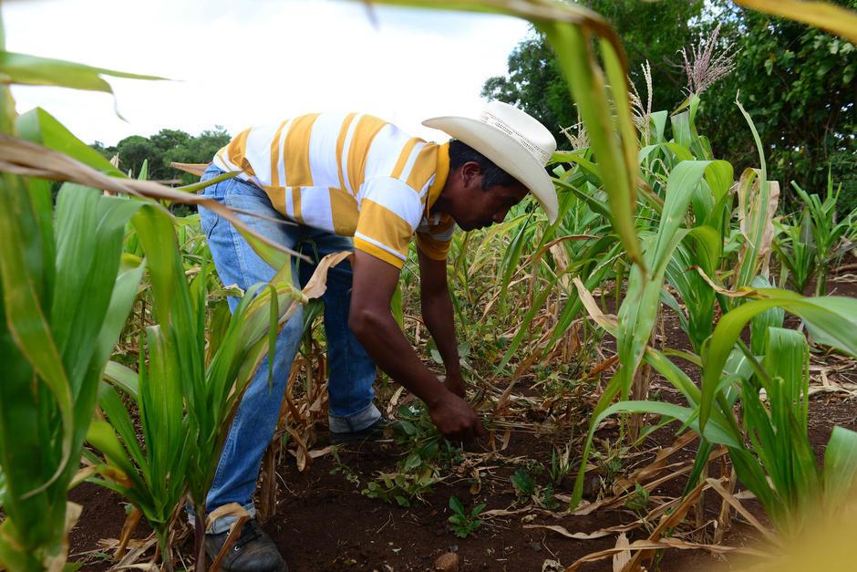 La bancada Todos propone una iniciativa de Ley que cambie la forma de entrega de fertilizantes para los campesinos. (Foto: Archivo/Soy502)&nbsp;