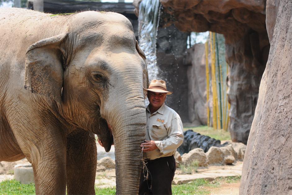 Romeo López "Tarzan" al lado de Bombi "Trompita" la elefante del zoológico La Aurora. (Foto: Alejandro Balán /Soy502)