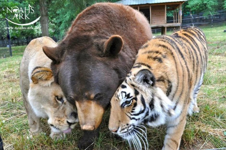 Esta inusual amistad está dando de que hablar. (Foto: Noah's Ark Animal Sanctuary)