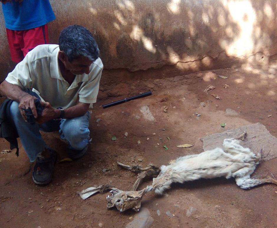 Algunos vecinos se acercan a ver el extraño animal pero se niegan a tocarlo. (Foto: Salvador Villagrán)