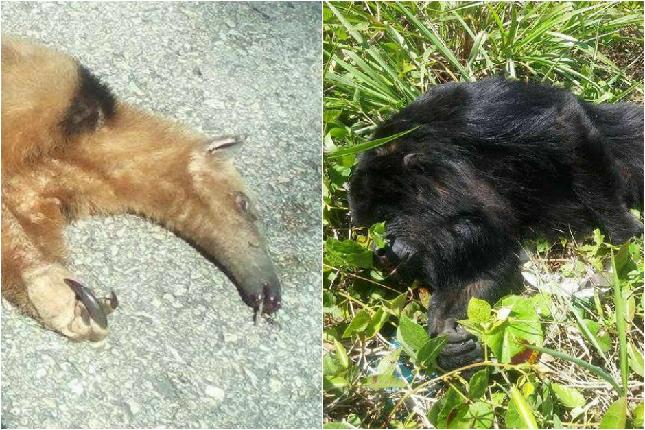 El oso hormiguero y el saraguate perdieron la vida en la ruta de Flores a La Libertad. (Foto: Fundaeco)