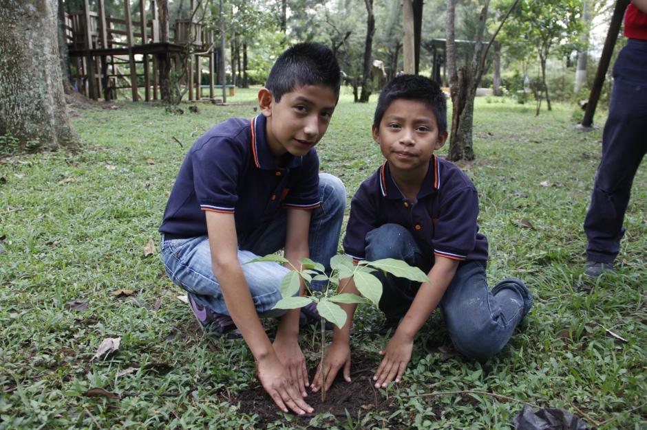 No todos los árboles son adecuados para los suelos de Guatemala