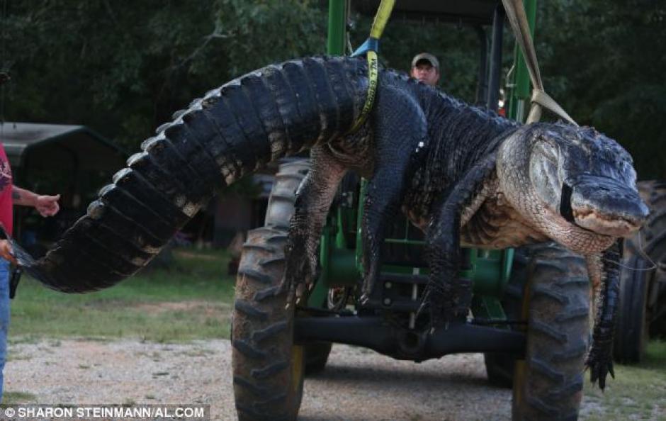 Cazan en Alabama al cocodrilo más grande: 