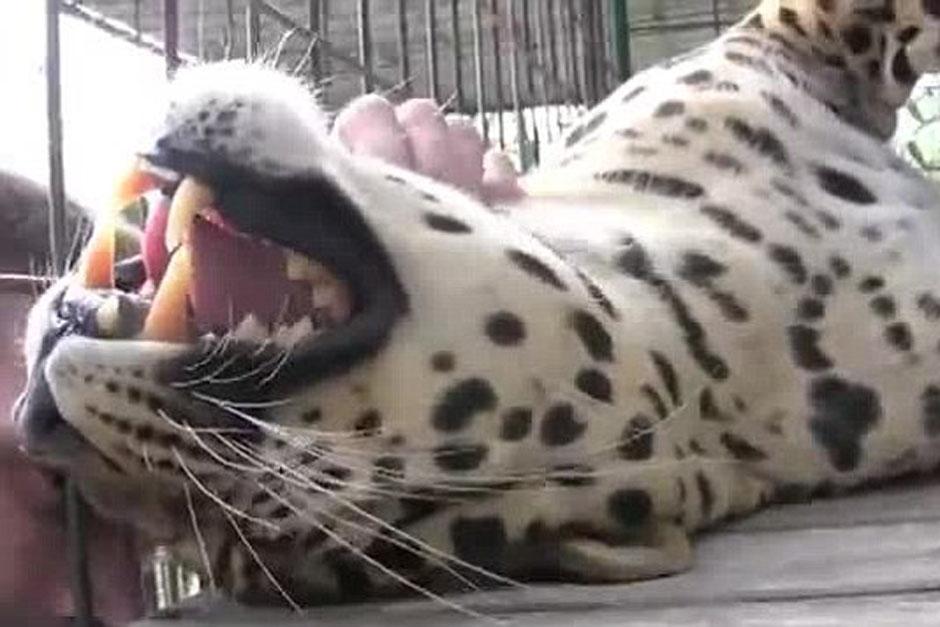 El leopardo del zoológico de Kansas se ha ganado la simpatía de las personas en las redes sociales. (Foto: www.dailymail.co.uk)