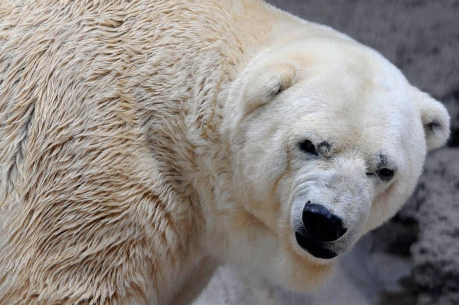 El oso polar Arturo tiene 29 años es el último de su especie en cautiverio en Argentina. (Foto: The Objective)&nbsp;