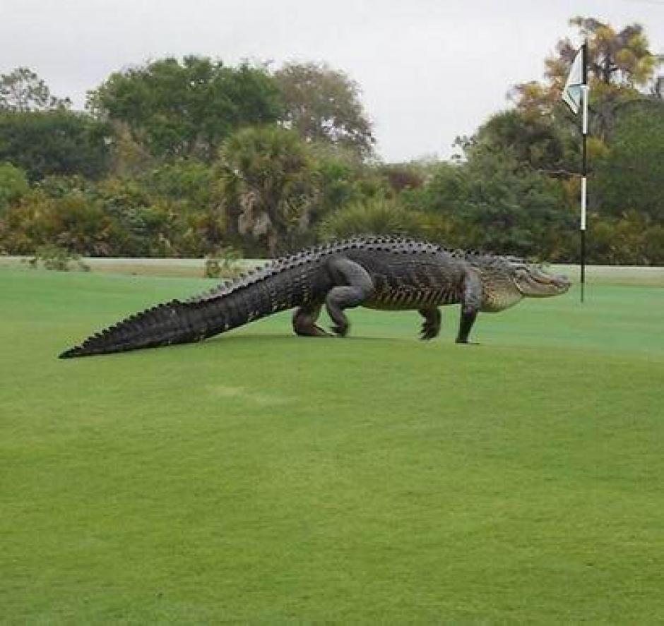 Un enorme cocodrilo irrumpe en un campo de golf en Florida. (Foto:Myakka Pines)