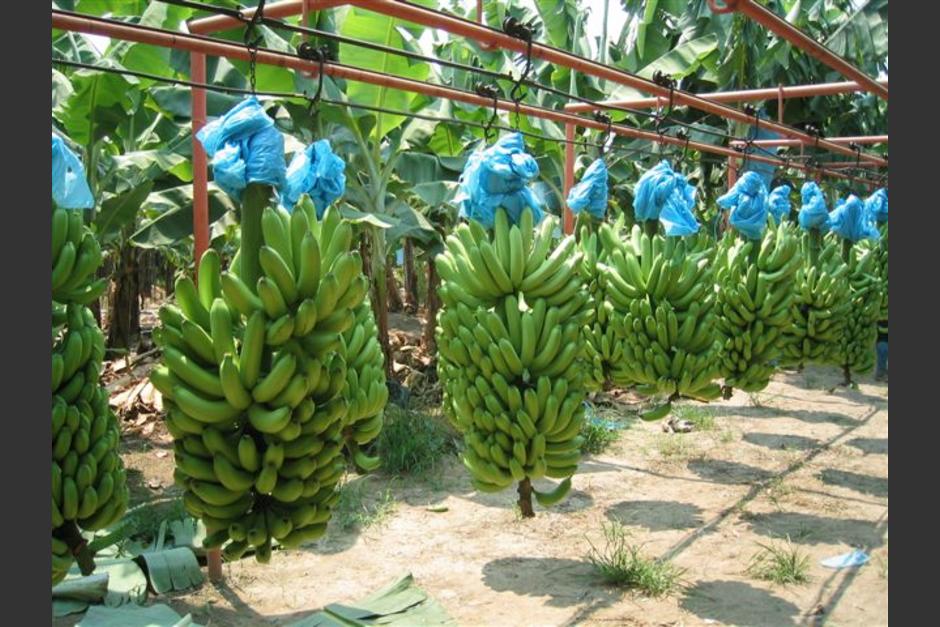 Las cifras de 2013 colocan el banano como el cuarto producto de exportación de Guatemala. Foto Portal Frutícola