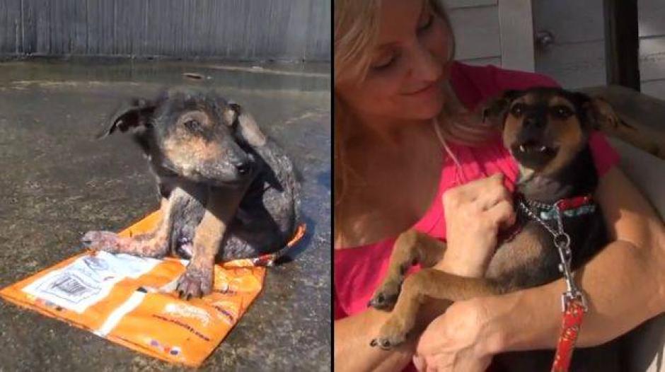Meses después de haber sido maltratado y dejado abandonado en un canal de agua, el can ya se ha recuperado. &nbsp;(Foto: YouTube)
