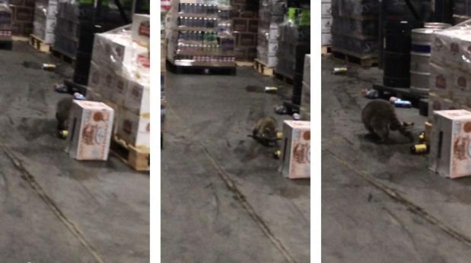 El mapache que disfruta de las botellas de licor que encontró en un almacén. (Imagen: Youtube)