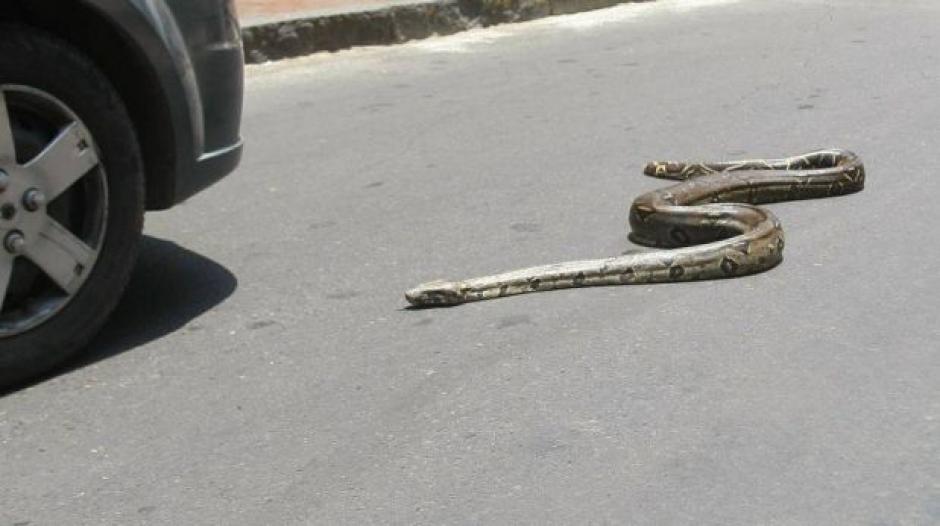 Una serpiente de casi 1.5 metros reptaba en la Avenida La Reforma Sur y 15 calle de la zona 9. Socorristas la retiraron del lugar. (Foto: Archivo/El Comercio)&nbsp;