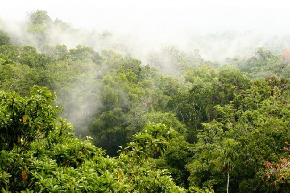 Los bosques tropicales del país se reducen y con ello se multiplican los factores negativos. Este jueves 26 de junio se celebró a nivel mundial El Día para la Conservación de Bosques Tropicales ¿Qué hace Guatemala para protegerlos? (Foto: INAB)