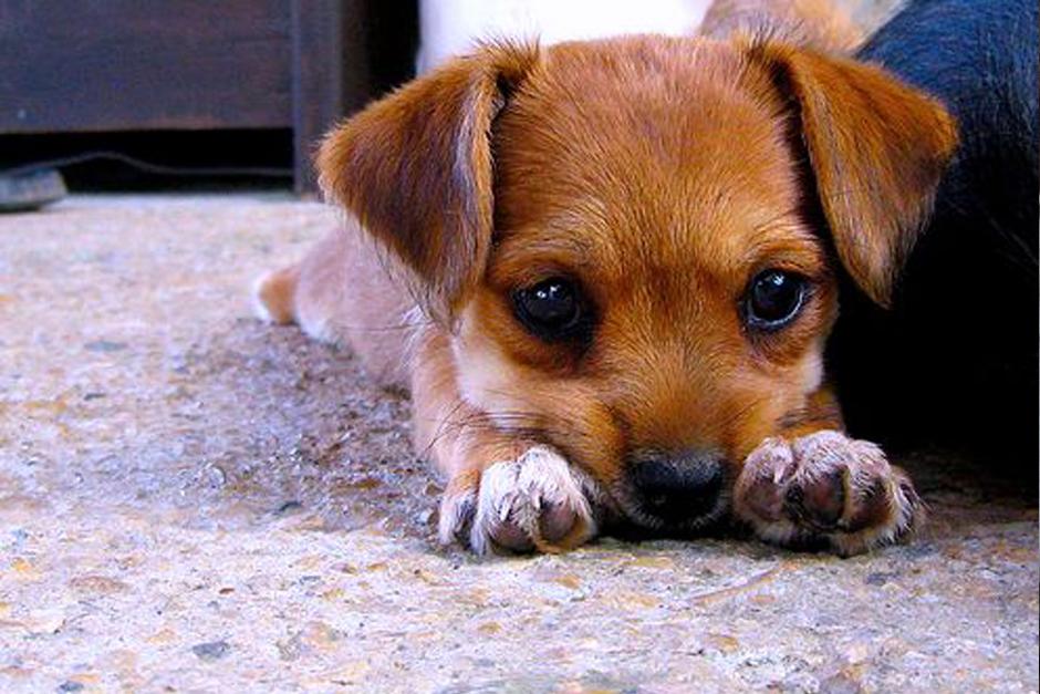 El primer día del cachorro en casa, es normal que llore y no haga caso.&nbsp;