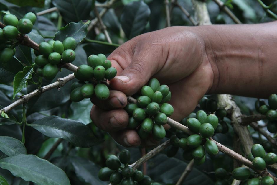 Las exportaciones de café arábigo registraron una caída de más de 700 mil sacos del aromático en nueve países productores de Latinoamérica (Foto: Alexis Batres/Soy502)