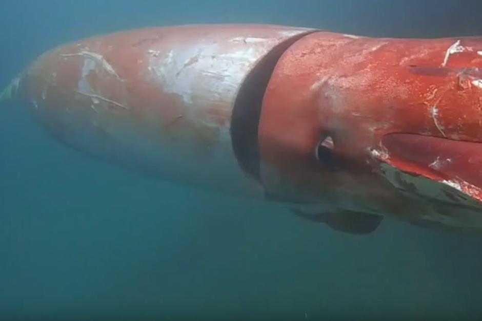 Un calamar gigante sorprende en las costas de Japón (Foto: YouTube)