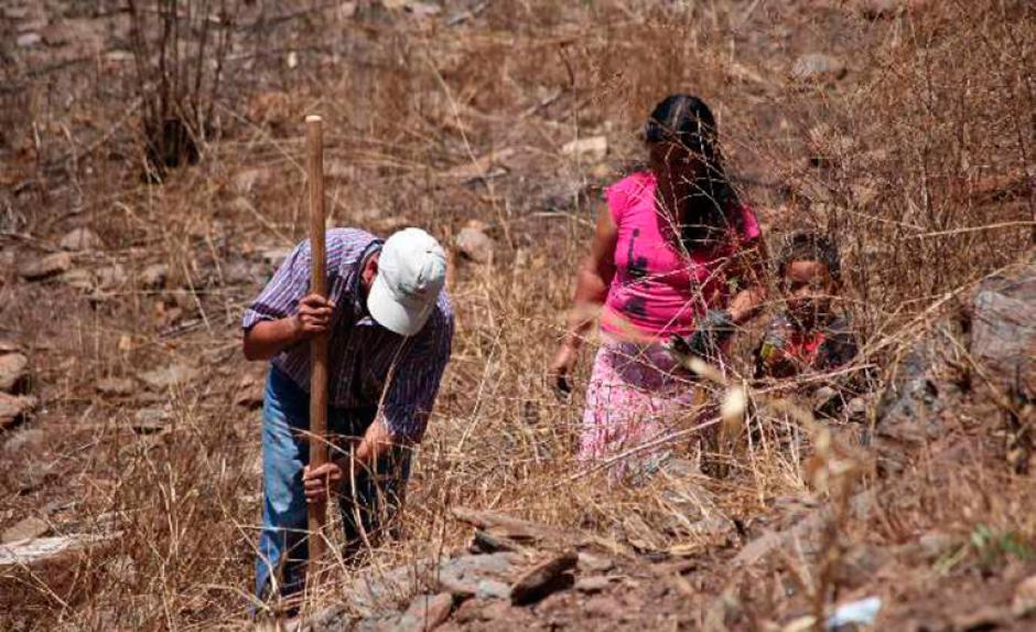 En 2015, la sequía afectó a más de 175 mil familias en Guatemala. (Foto: La Tribuna)