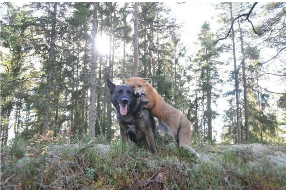 Tinni, el perro y Sniffer, el zorro salvaje es una de las parejas de amigos más inusuales que se han conocido. (Foto: boredpanda.com)