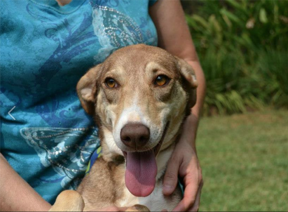 Canelita Rojita, es una de las cachorras con mejor sonrisa luego de ser rescatada de la calle. (Foto: Paz Animal)