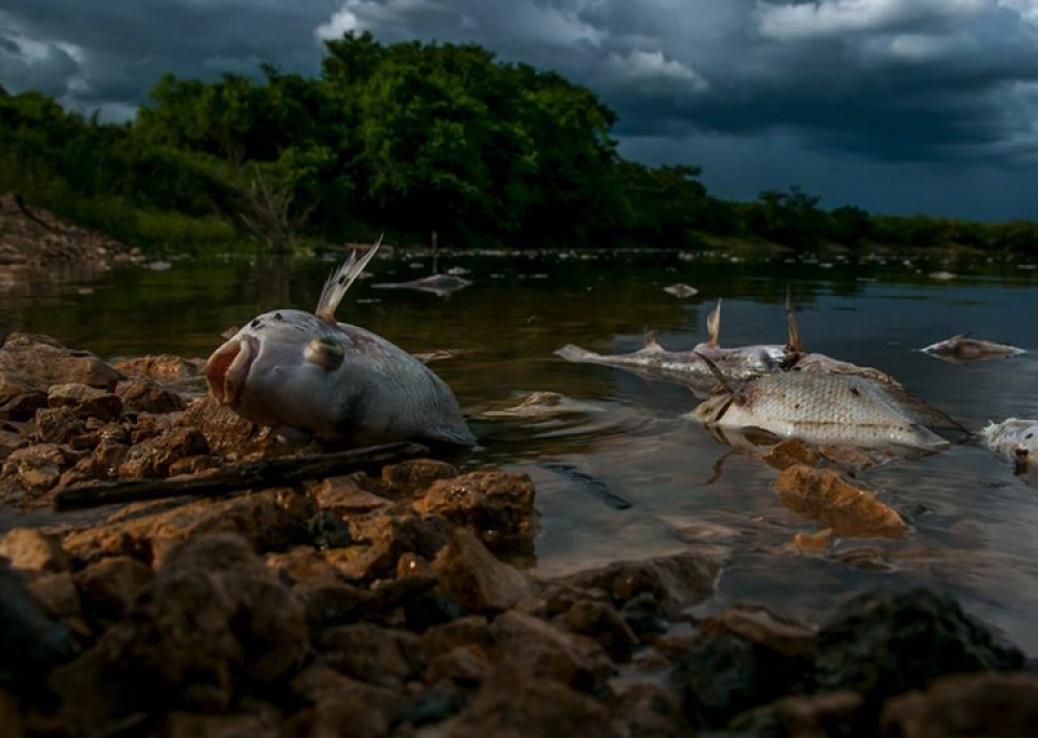Cientos de peces han muerto en el río La Pasión por contaminación del afluente con Malation. (Foto: Roni Bac)