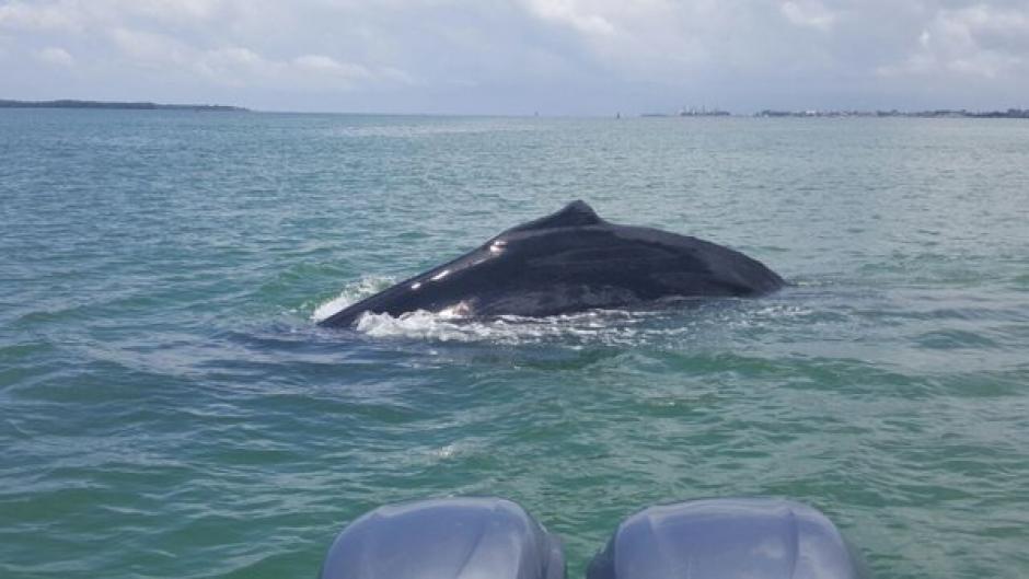 La ballena jorobada  fue vista en la Bahía de Amatique. (Foto: Ejército Guatemala) 